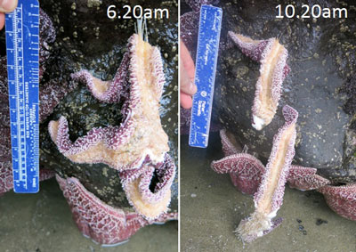 demonstration of sea star wasting disease