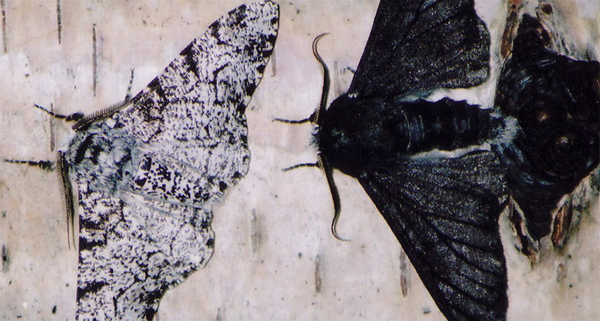 peppered moths