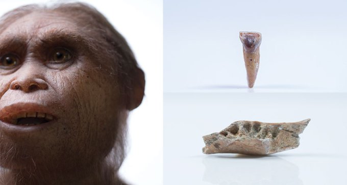 prehobbit reconstructuon and fossils