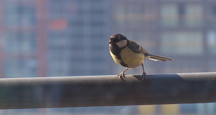 urban great tit