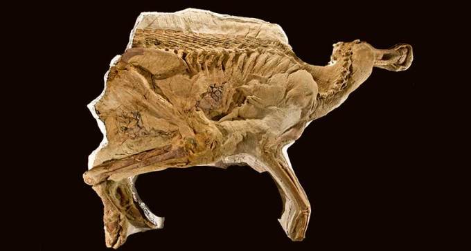 Leonardo the duck-billed dino