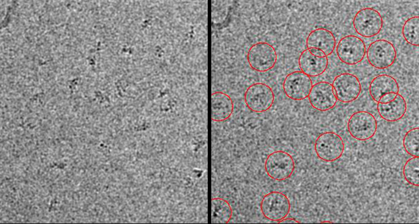 proteins under a microscope
