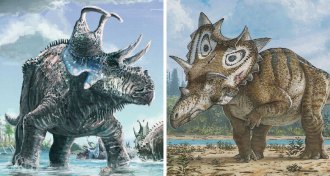 Machairoceratops cronusi and Spiclypeus shipporum