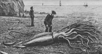 illustration of man looking at squid on shore