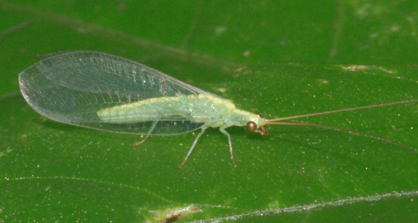 green lacewing