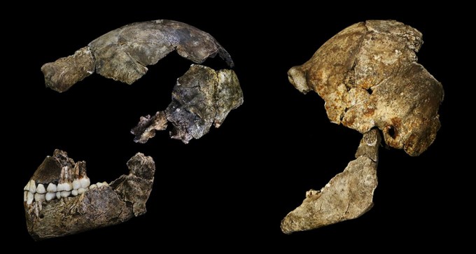 Homo naledi skulls