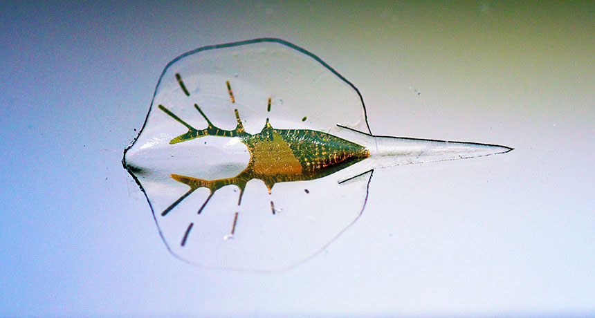 robotic stingray