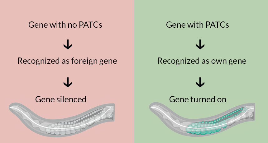 Junk DNA diagrams
