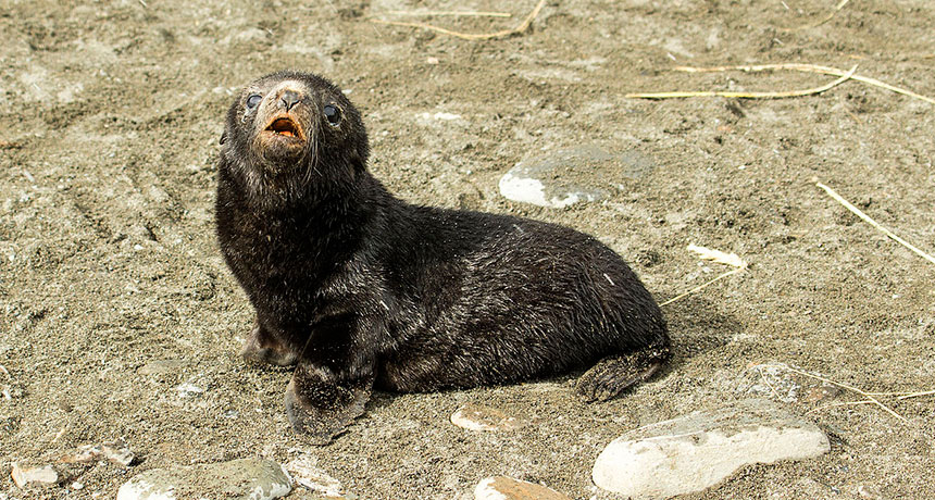 Antarctic fur seal pup