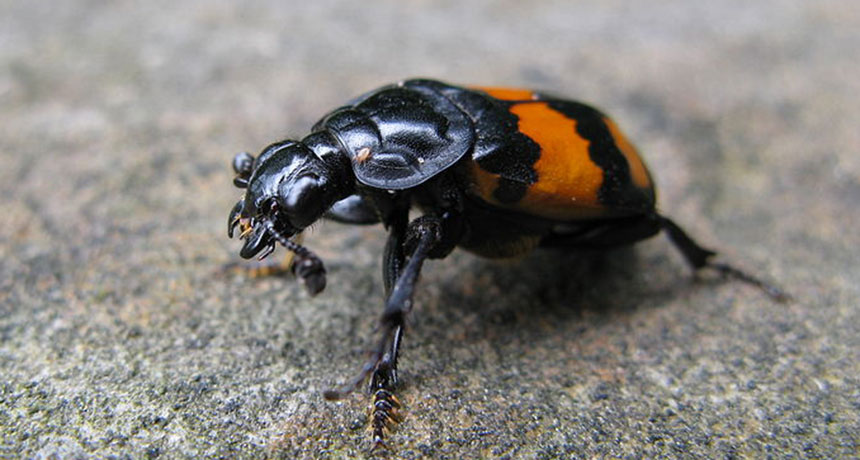 a burying beetle