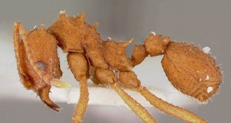 Fungus-gardening ant