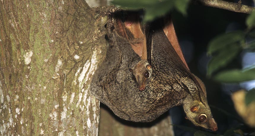 colugo with young in tree