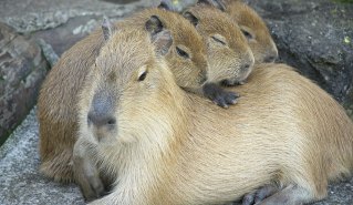 capybaras