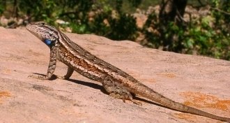striped plateau lizard