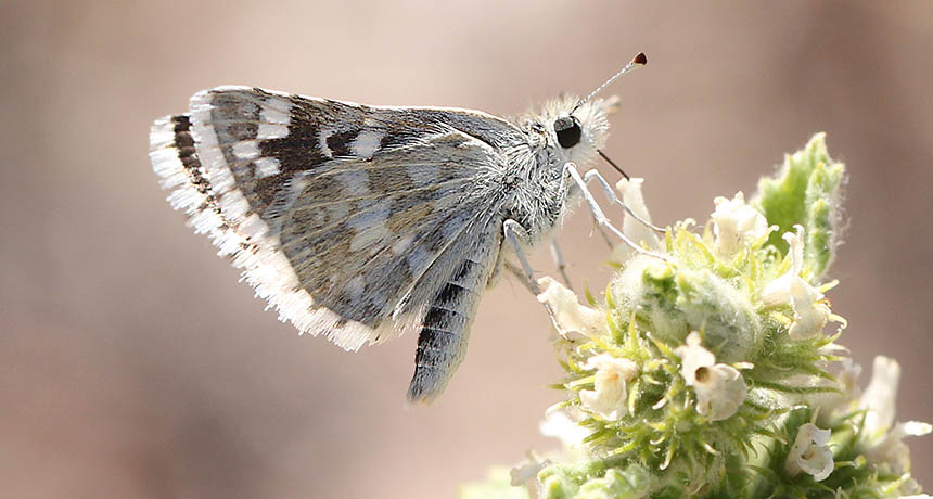 Pyrgus scriptura butterfly