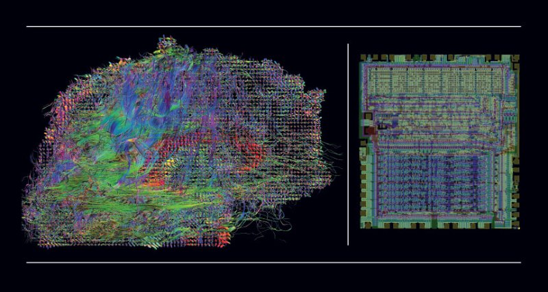 brain and microprocessor