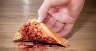 peanut butter and jelly sandwich face down on the floor