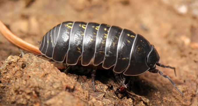 pillbug