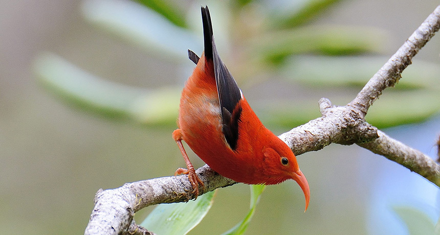 iiwi, a Hawaiian honeycreeper