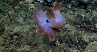 dumbo octopus