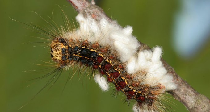 Caterpillar