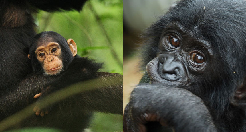 chimpanzee and bonobo