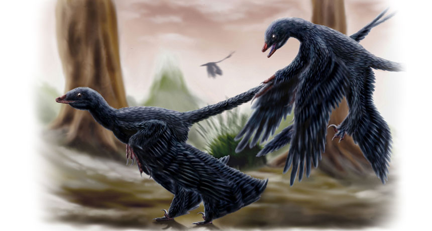 Microraptor