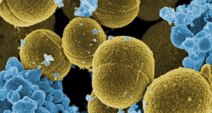 Staphylococcus aureus
