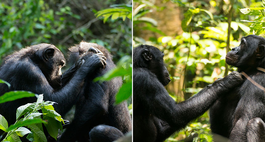 two photos of bonobos grooming a partner