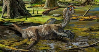 illustration of a mud dragon