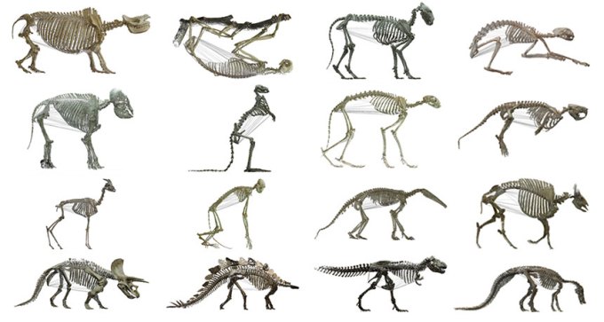 animal skeletons