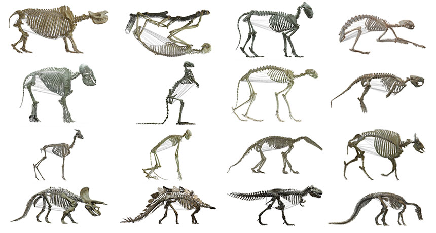 animal skeletons