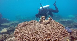 scuba diver near dead coral