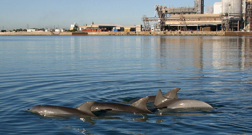 bottlenose dolphins