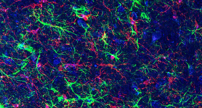 mouse microglia
