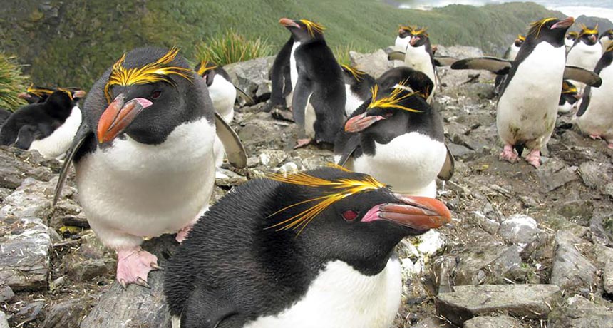 macaroni penguins