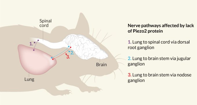 mouse lung nerve endings