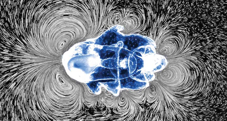 starfish larva making vorticies