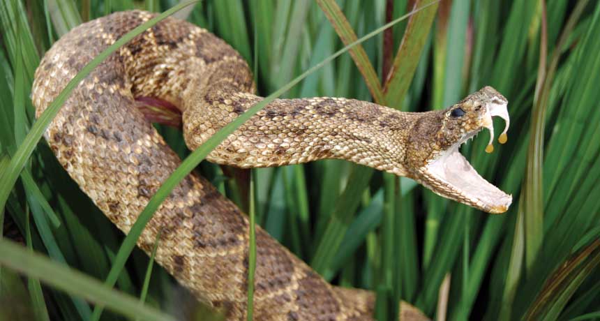 rattlesnake