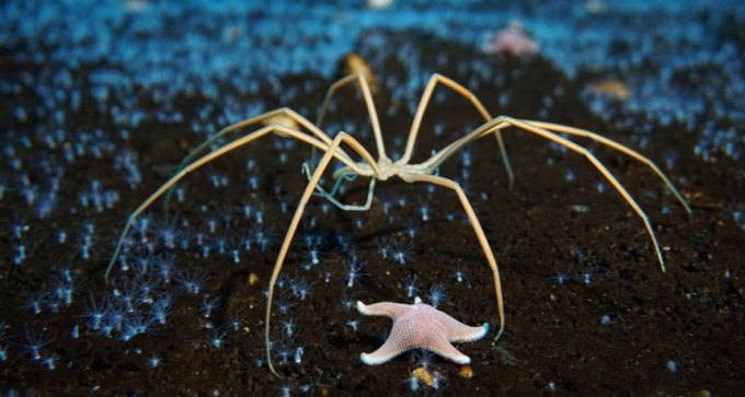 sea spider