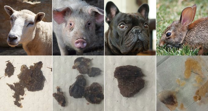 animals and their earwax