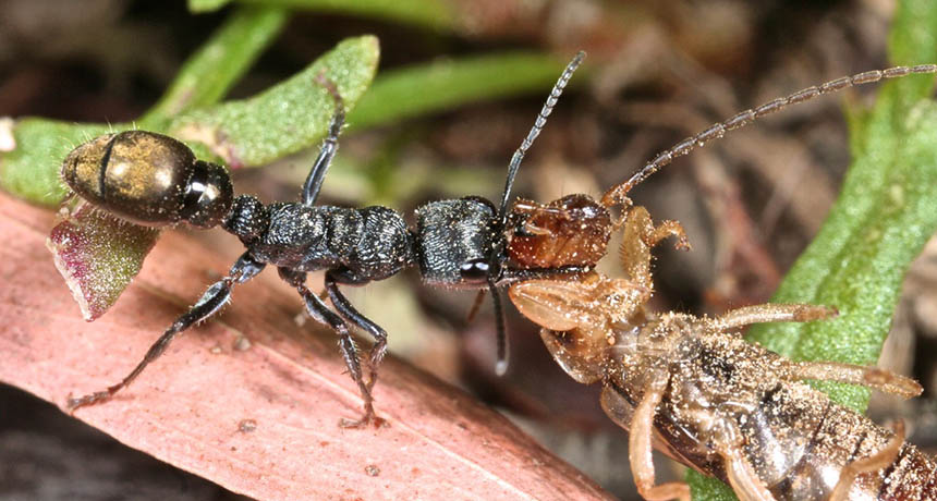 Myrmecia piliventris