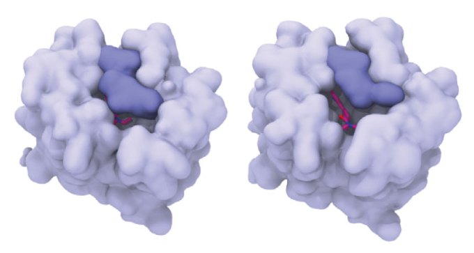 LSD in brain protein