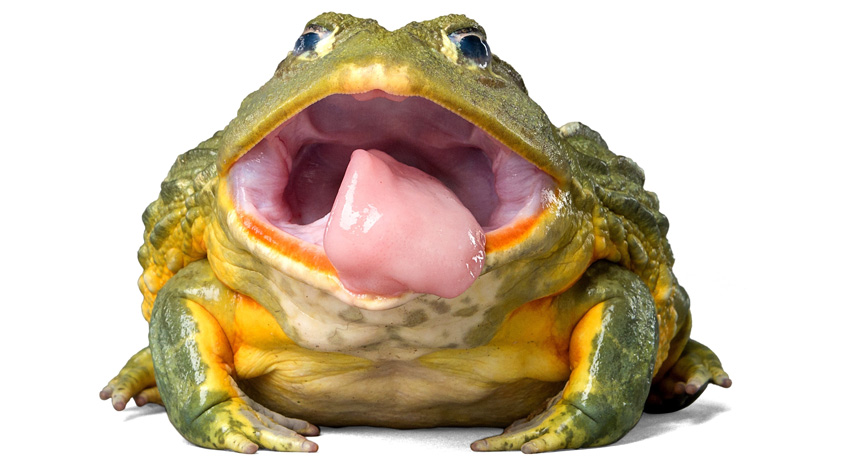 frog