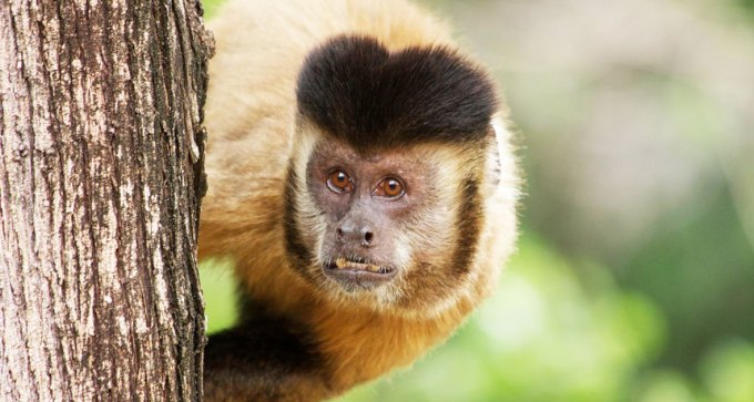 capuchin monkey