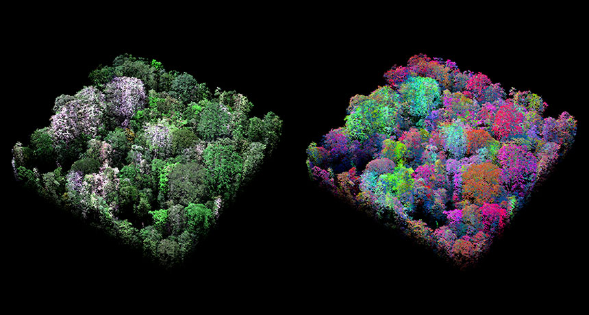 images of Peruvian tropical forest