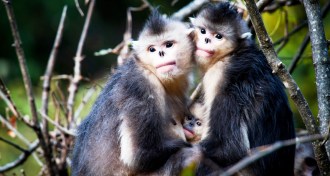 black-and-white snub-nosed monkeys