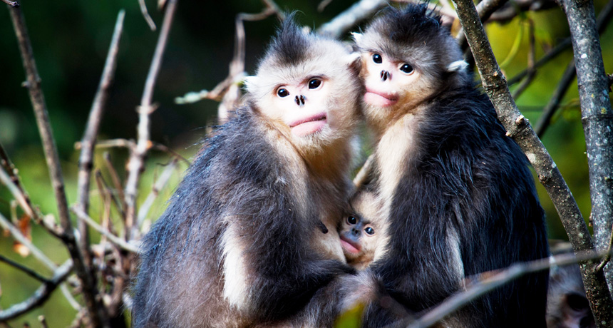 black-and-white snub-nosed monkeys