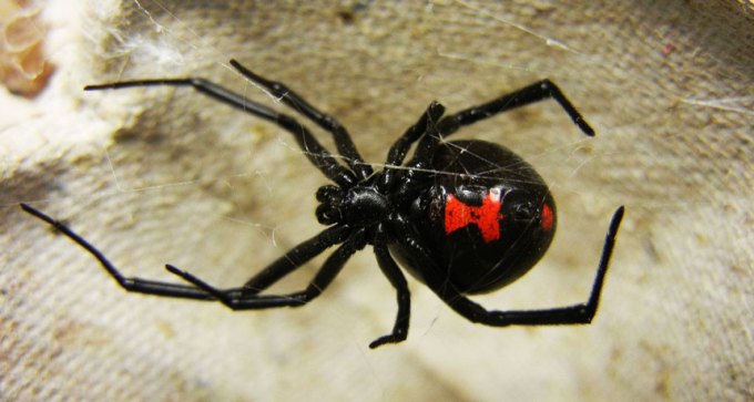 black widow spider