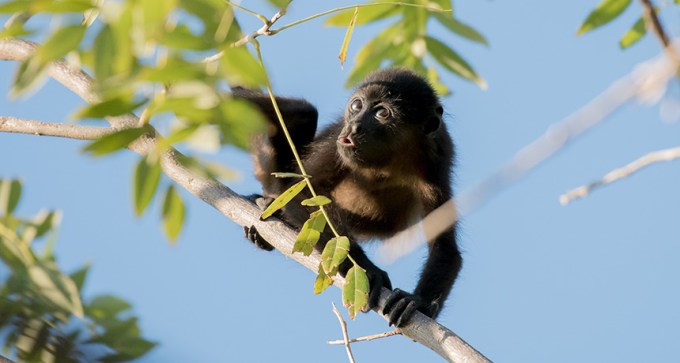 howler monkey